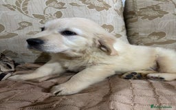 Golden Retriever perros en venta: Golden Retriever cachorros primeras líneas  - Imagen 13