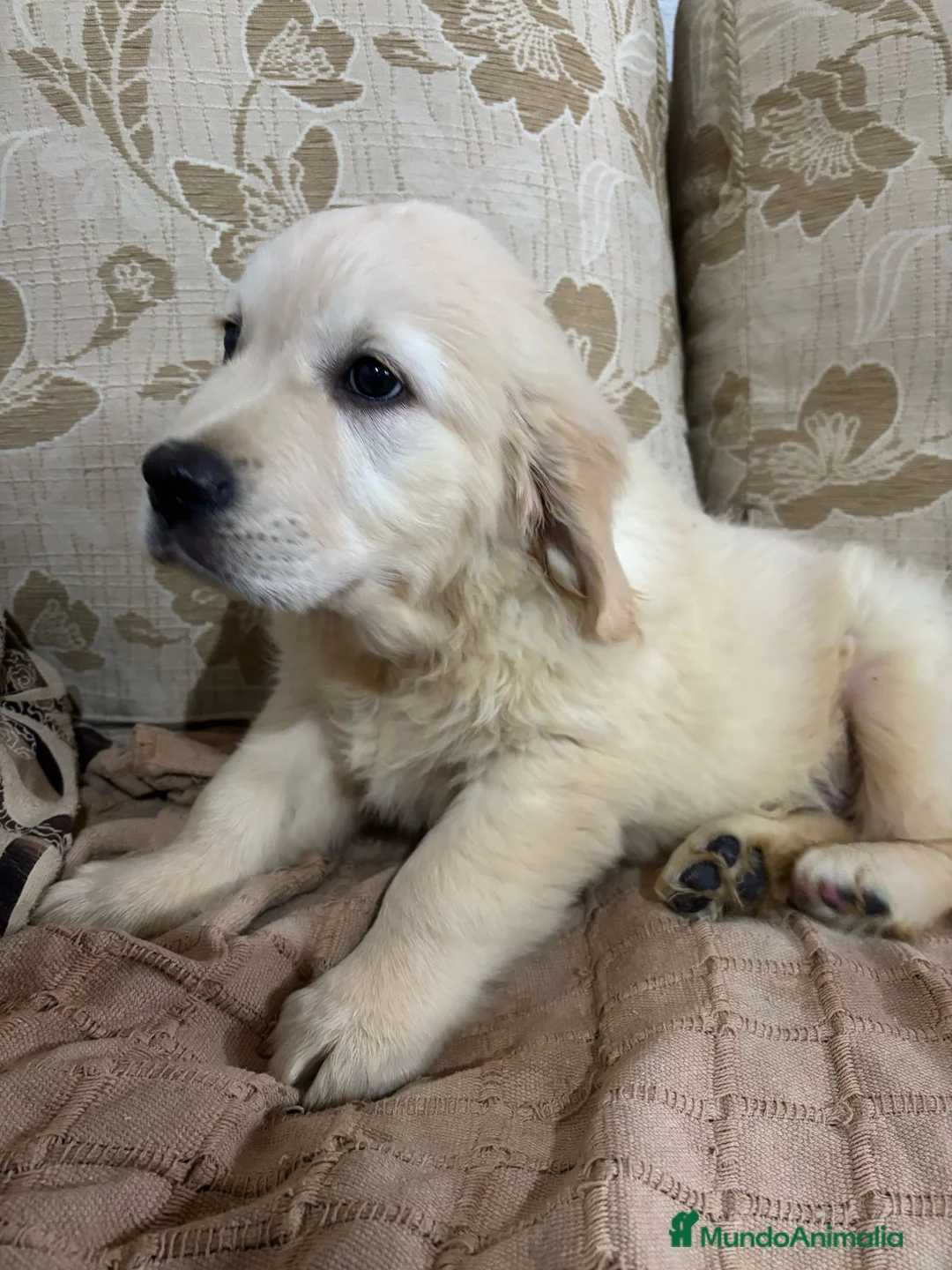 Golden Retriever perros en venta: Golden Retriever cachorros primeras líneas  - Anuncio 13
