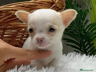 Chihuahua perros CHIHUAHUA HEMBRA - Anuncio 11