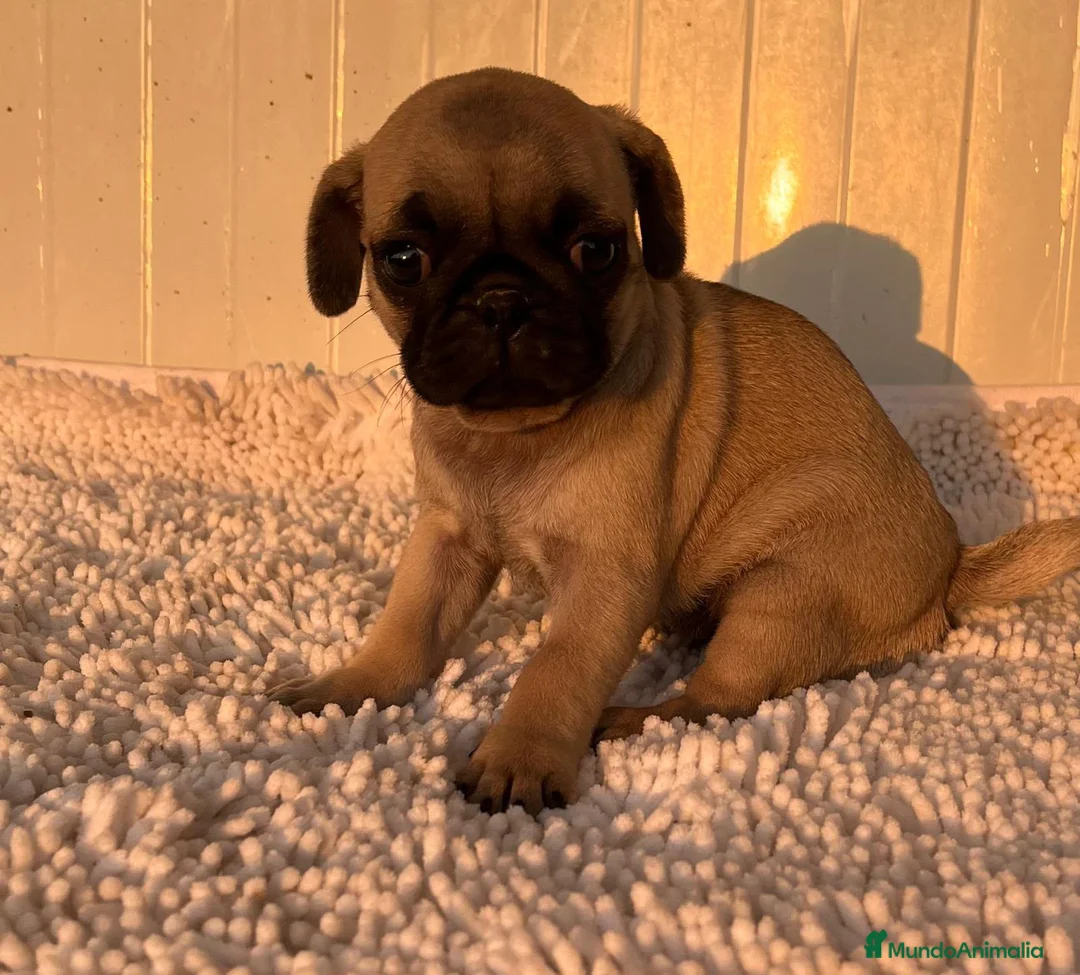 Carlino - Pug perros en venta: Carlino-Pug hembra - Anuncio 2