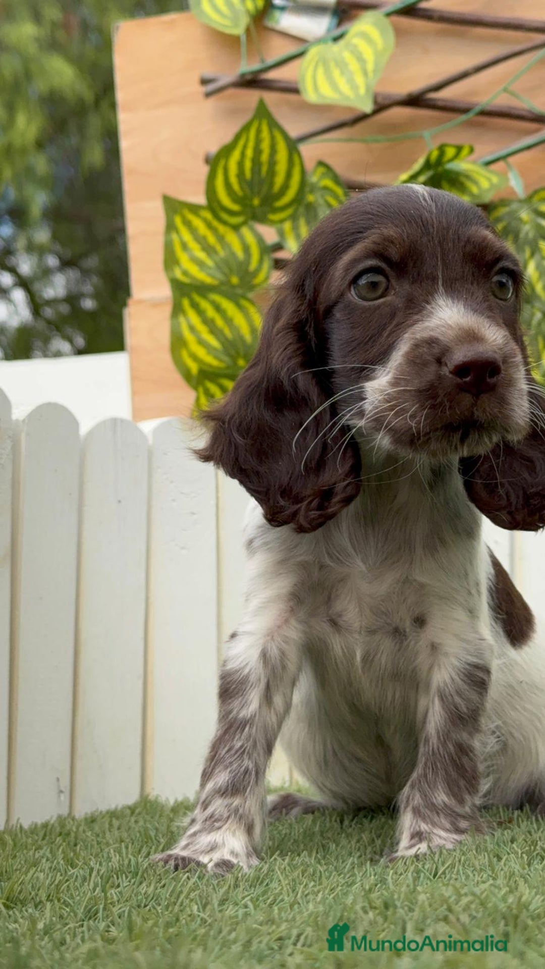 Cocker Spaniel Inglés perros en venta: COCKER MACHO RUANO - Imagen 4