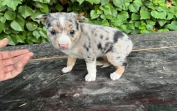 Raza Mixta perros en venta: Excelentes cachorras mixta - Imagen 4