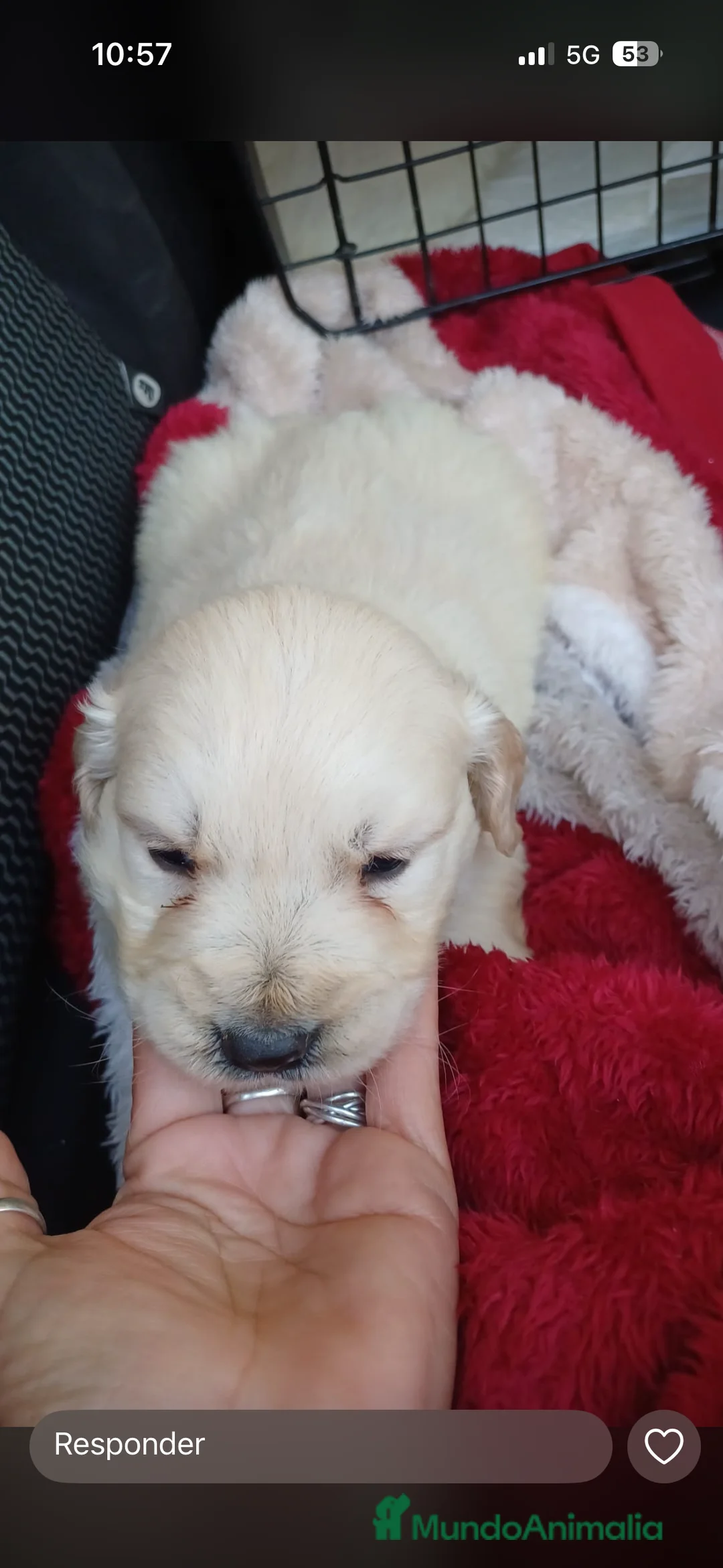 Golden Retriever perros en venta: Espectaculares hembras de golden retriever  - Anuncio 1