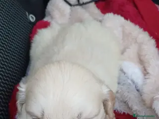 Golden Retriever perros Espectaculares hembras de golden retriever - Anuncio 1