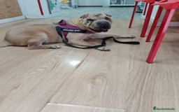 Shar Pei perros en adopcion: SHARPEI ADULTO ADOPCIÓN LEERLO  - Imagen 2