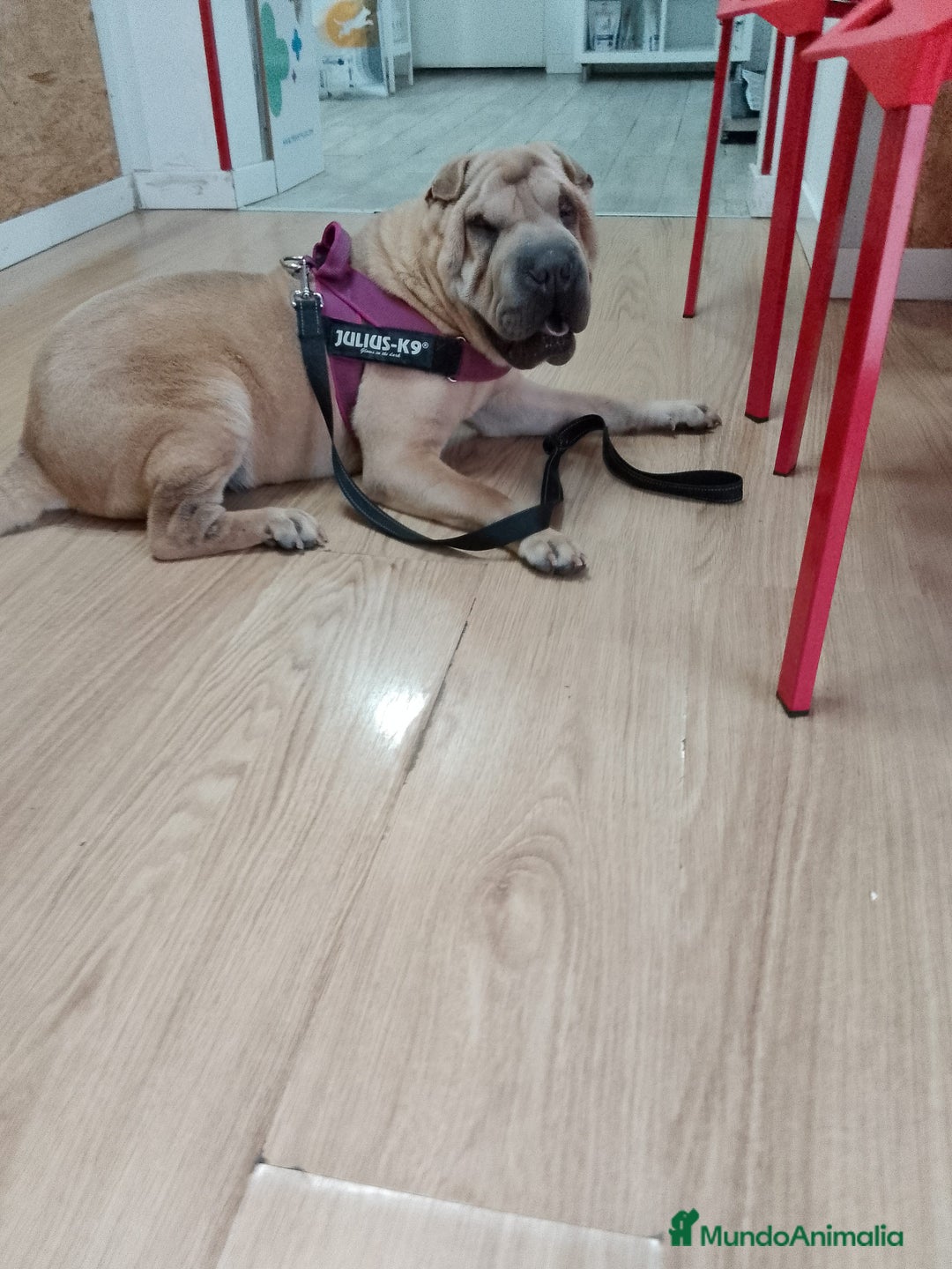 Shar Pei perros en adopcion: SHARPEI ADULTO ADOPCIÓN LEERLO  - Imagen 2