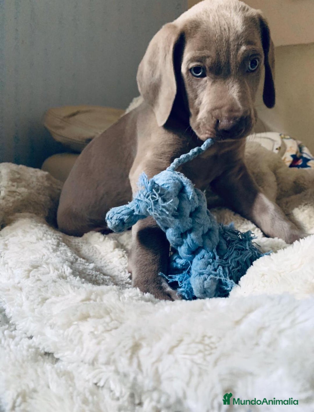 Weimaraner perros en venta: Braco de Weimaraner  - Anuncio 2