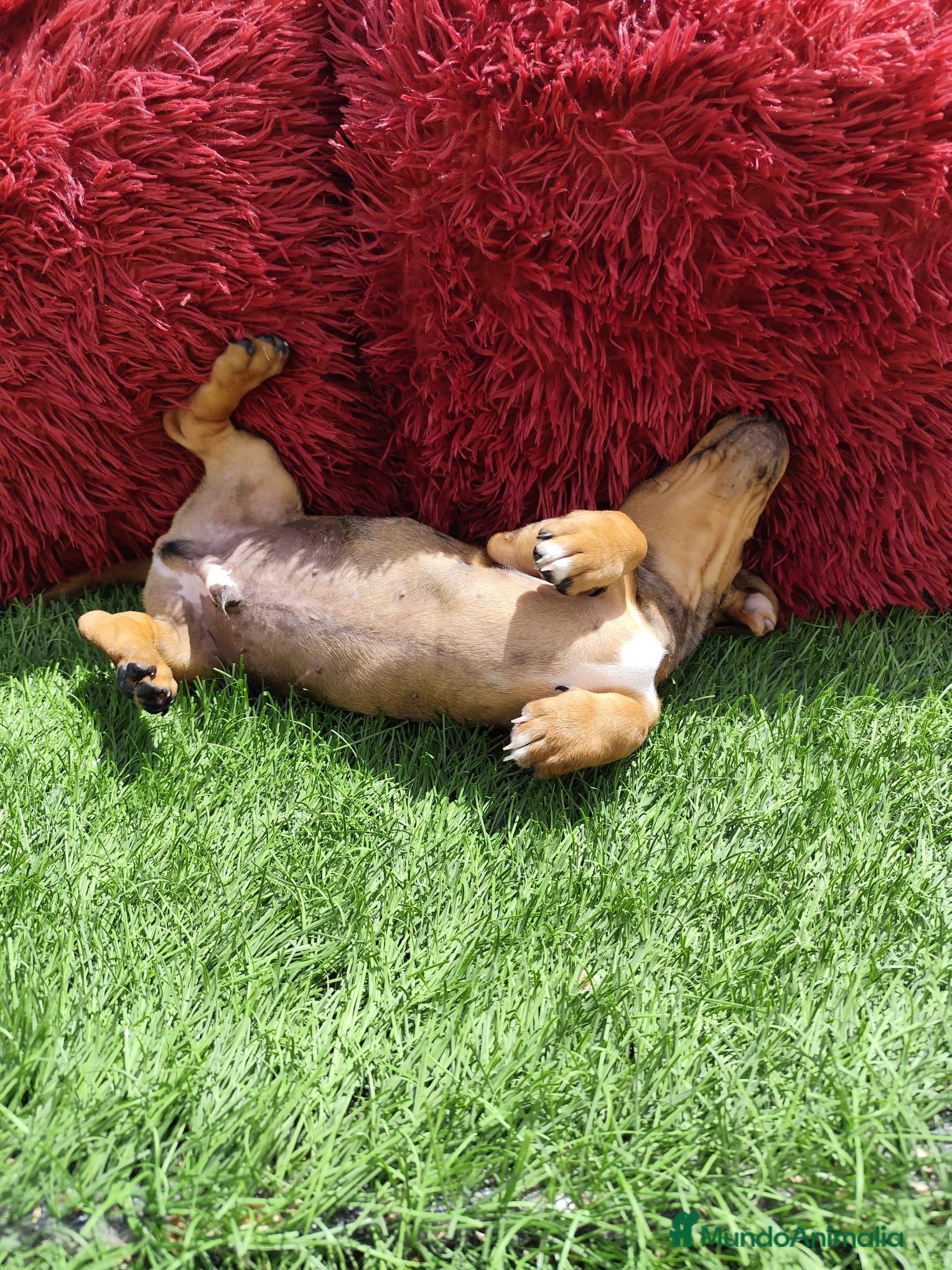 Teckel perros en venta: Teckel Miniatura choco merle - Anuncio 3