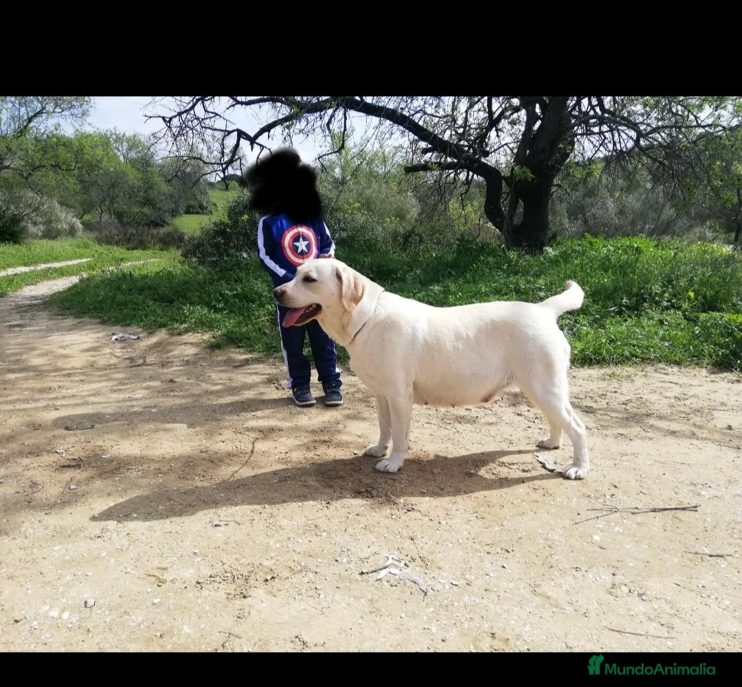 Labrador Retriever perros en venta: Cachorros de Labrador Retrievers - Anuncio 14