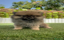 Pomerania perros en venta: POMERANIA MACHO 2 - Imagen 8
