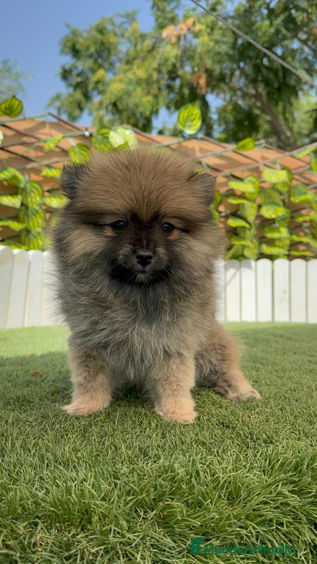 Pomerania perros en venta: POMERANIA MACHO 2 - Imagen 8