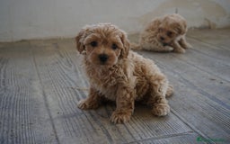 Maltipoo perros en venta: 🐾 LAMBO & SANI, Maltipoo ✨ - Imagen 2