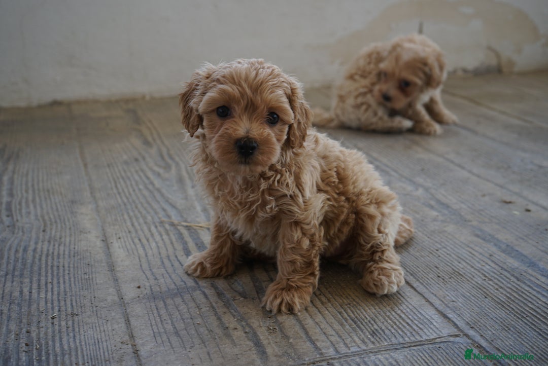 Maltipoo perros en venta: 🐾 LAMBO & SANI, Maltipoo ✨ - Imagen 2