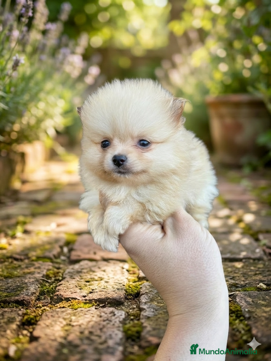 Pomerania perros Pomerania toy - Anuncio 1