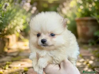 Pomerania perros Pomerania toy - Anuncio 1