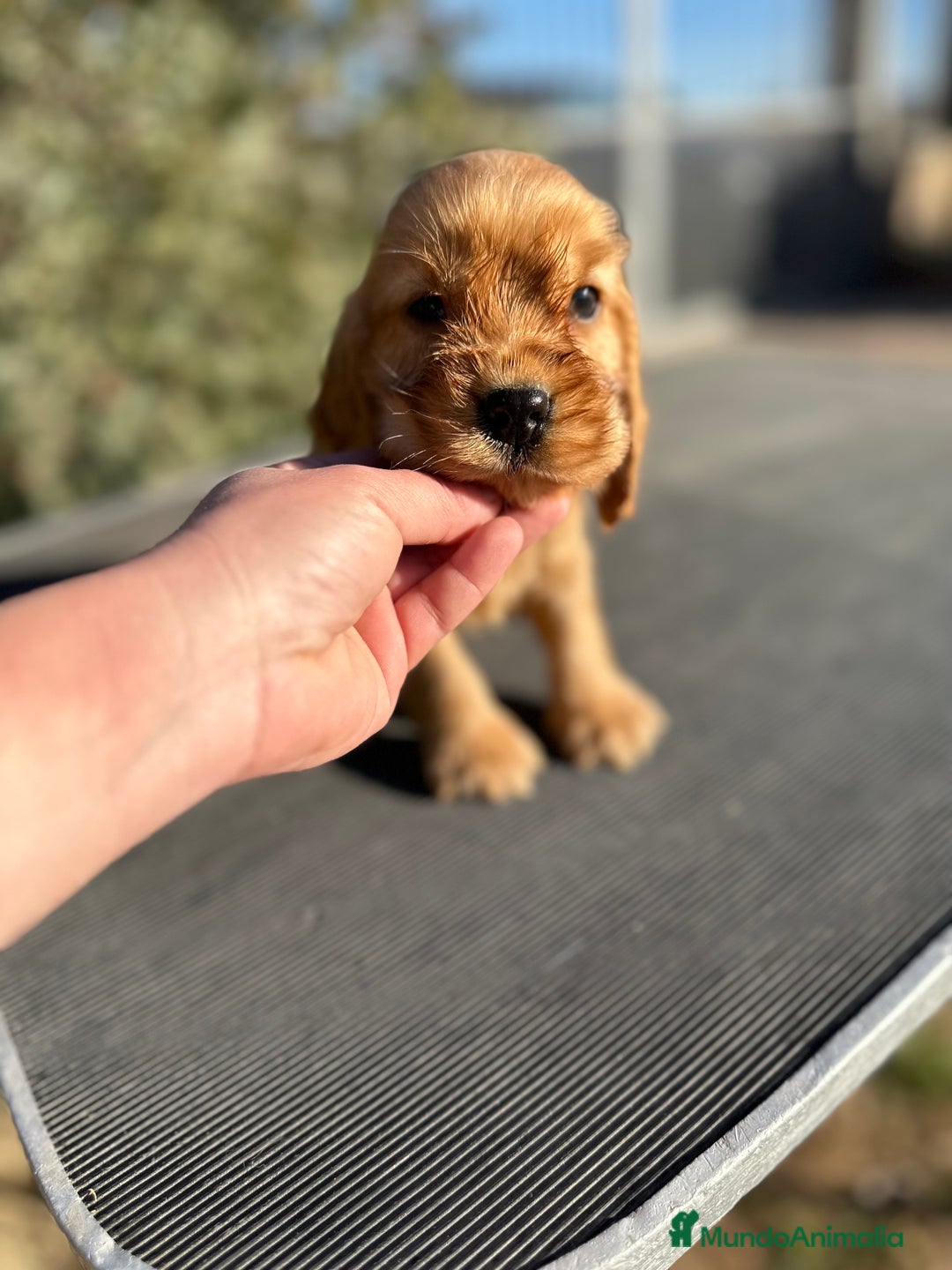 Cocker Spaniel Inglés perros en venta: COCKER SPANIEL INGLÉS DORADO MACHO en Barcelona - Imagen 3