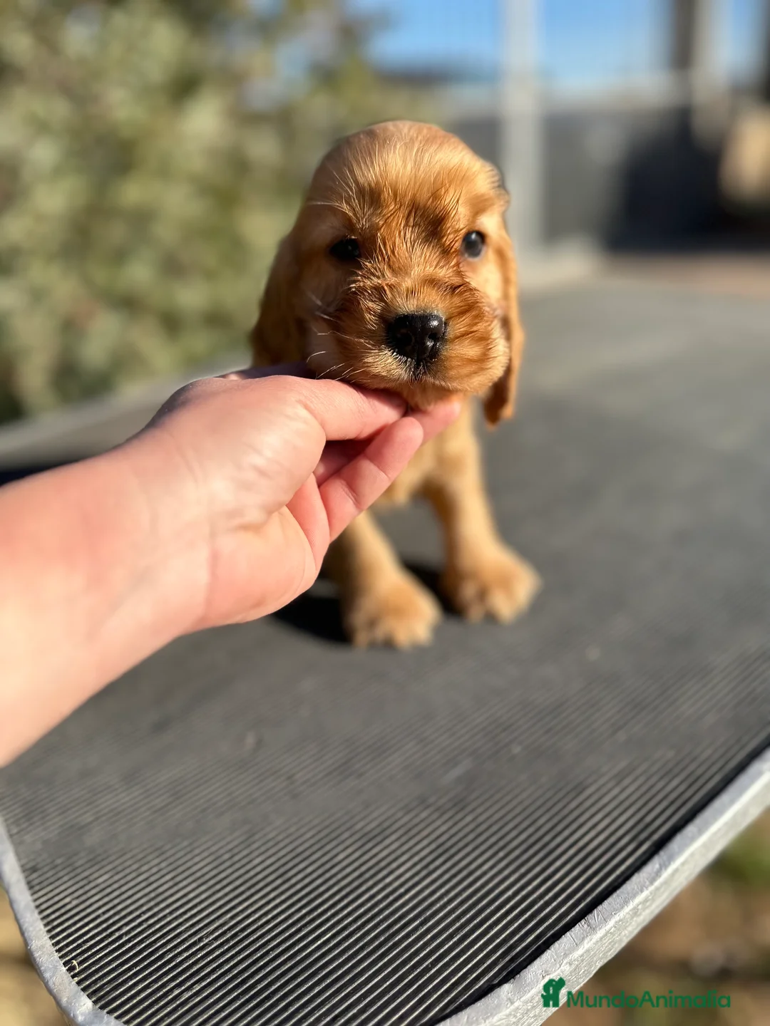 Cocker Spaniel Inglés perros en venta: COCKER SPANIEL INGLÉS DORADO MACHO en Barcelona - Anuncio 3