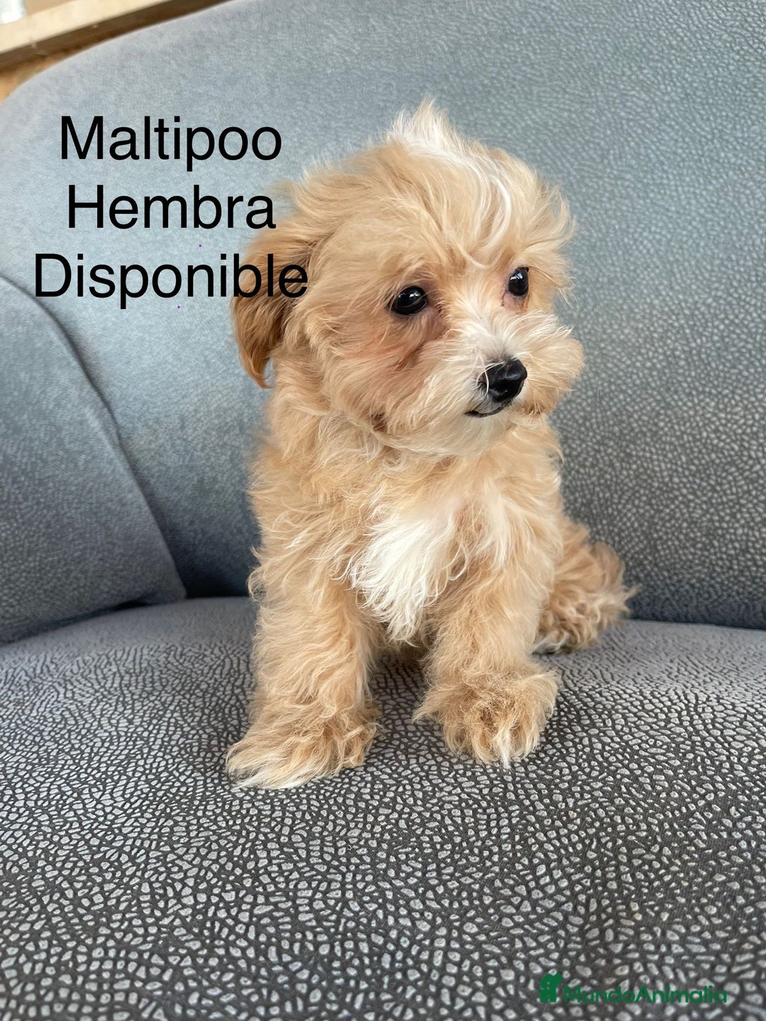 Maltipoo perros en venta: Maltipoo listos para conocer a su nueva familia.  - Imagen 3