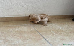 Yorkshire Terrier perros en venta: YORSHIRE - Imagen 14