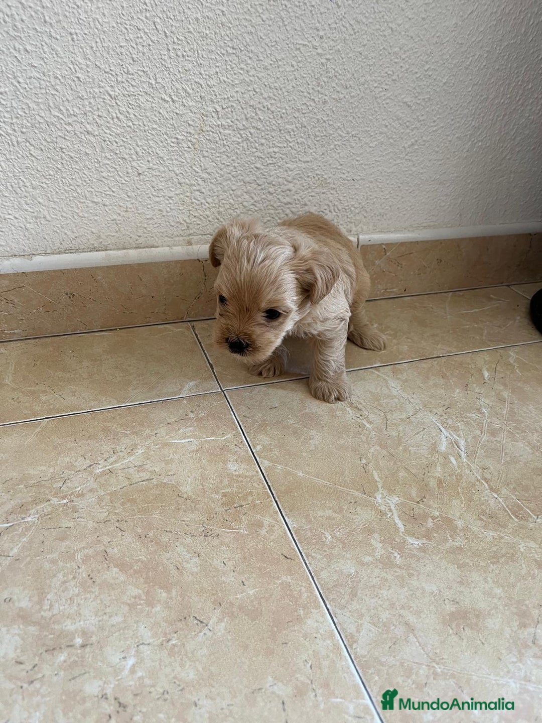 Yorkshire Terrier perros en venta: YORSHIRE - Imagen 14