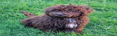 CACHORRA HEMBRA LLAMADA DAKOTA