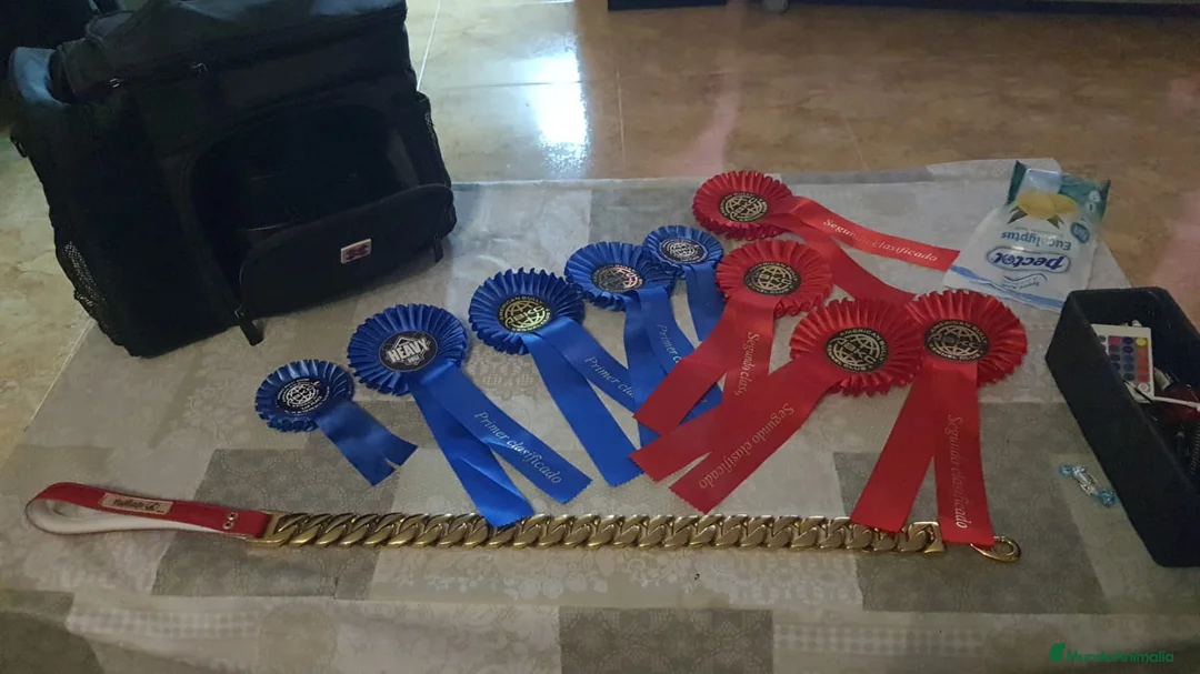 American Bully perros en venta: American bully micro exotic - Anuncio 8