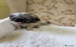 Pekinés perros en venta: Cachorros de Pekines Imperial hembras  - Imagen 20