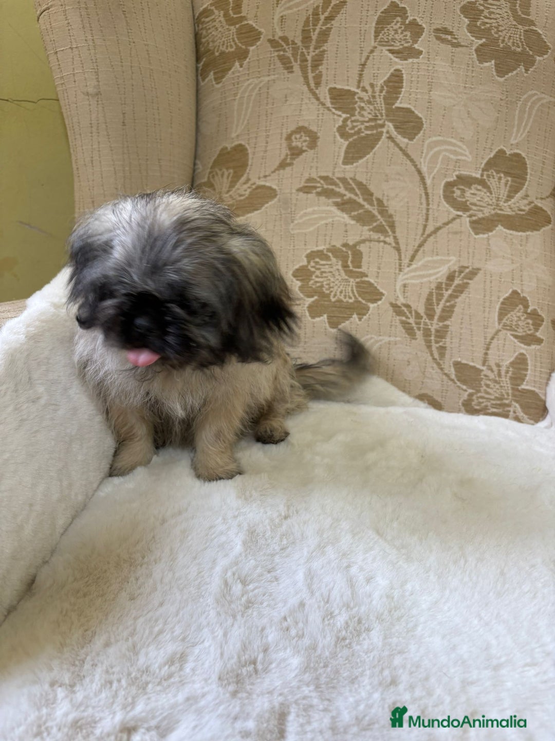 Pekinés perros en venta: Cachorros de Pekines Imperial hembras  - Imagen 20