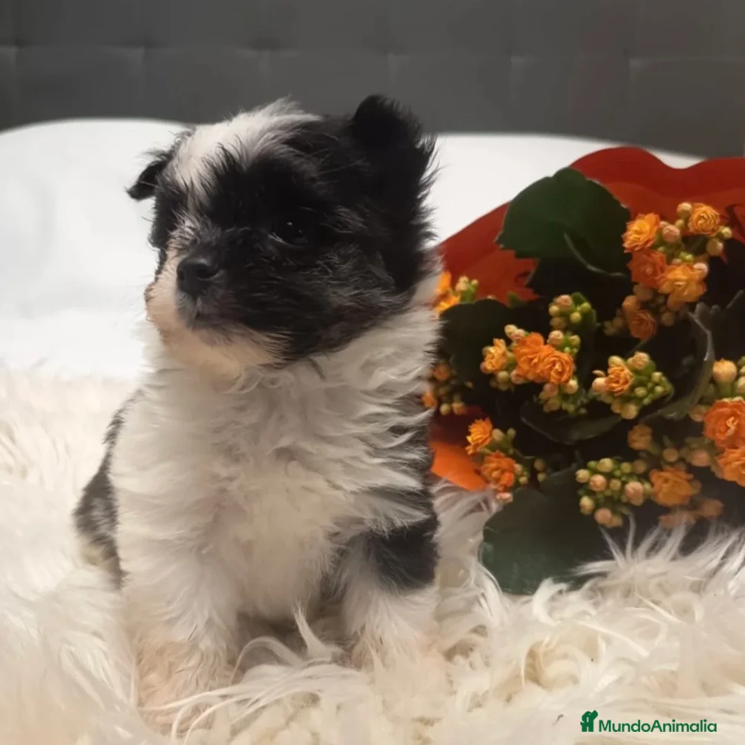 Pekinés perros en venta: Pekines Imperial  - Anuncio 3
