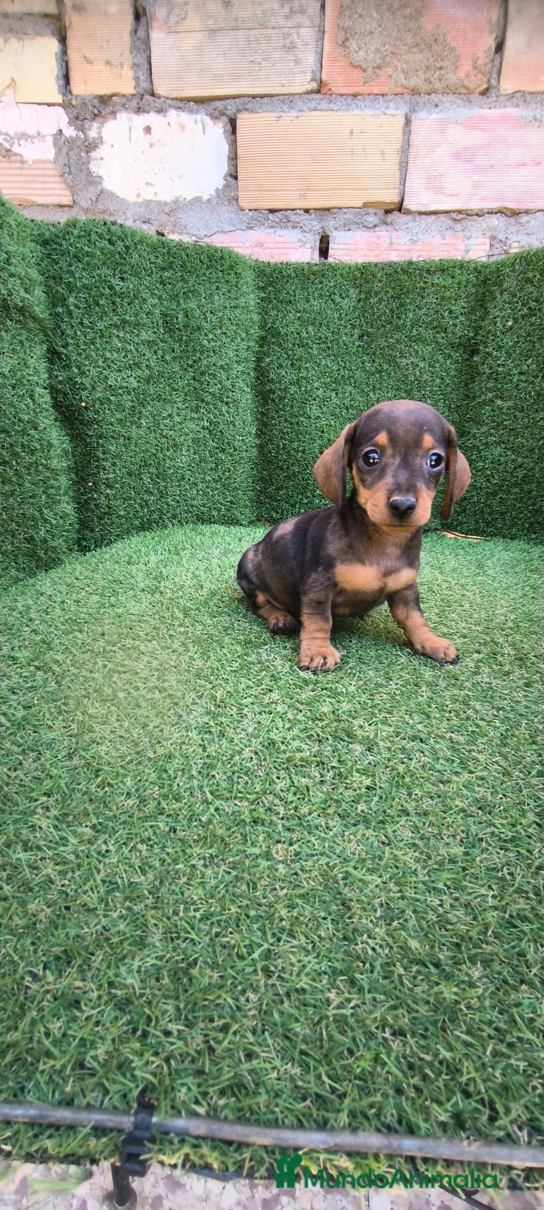 Teckel Miniatura perros en venta: teckel miniatura arlequin - Imagen 15