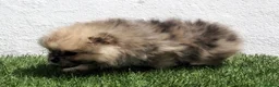 Pomerania perros en venta: Pomerania - Anuncio 16