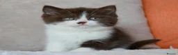Británico de Pelo Corto gatos en venta: British Shorthair de gran calidad 🐾  - Anuncio 4