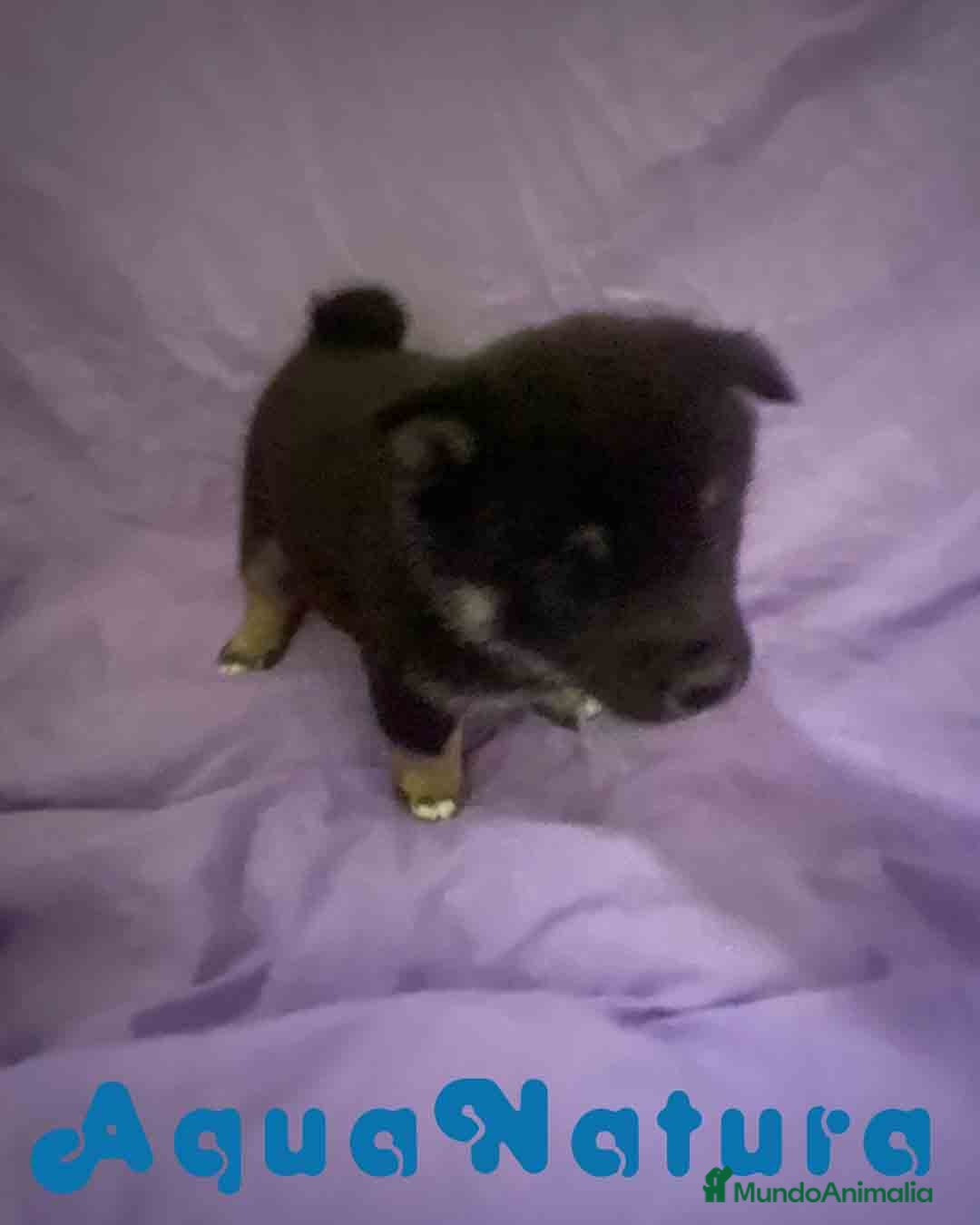 Shiba Inu perros Shiba Inu Hembra de Magui AQUANATURA - Anuncio 2