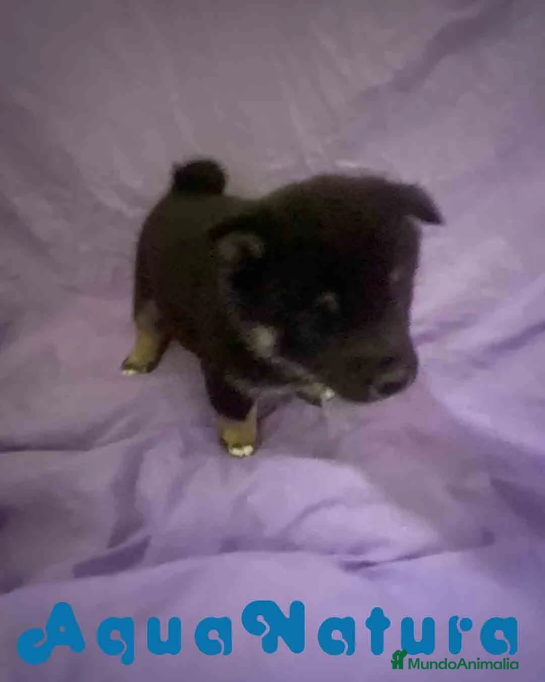 Shiba Inu perros en venta: Shiba Inu Hembra de Magui AQUANATURA - Anuncio 2