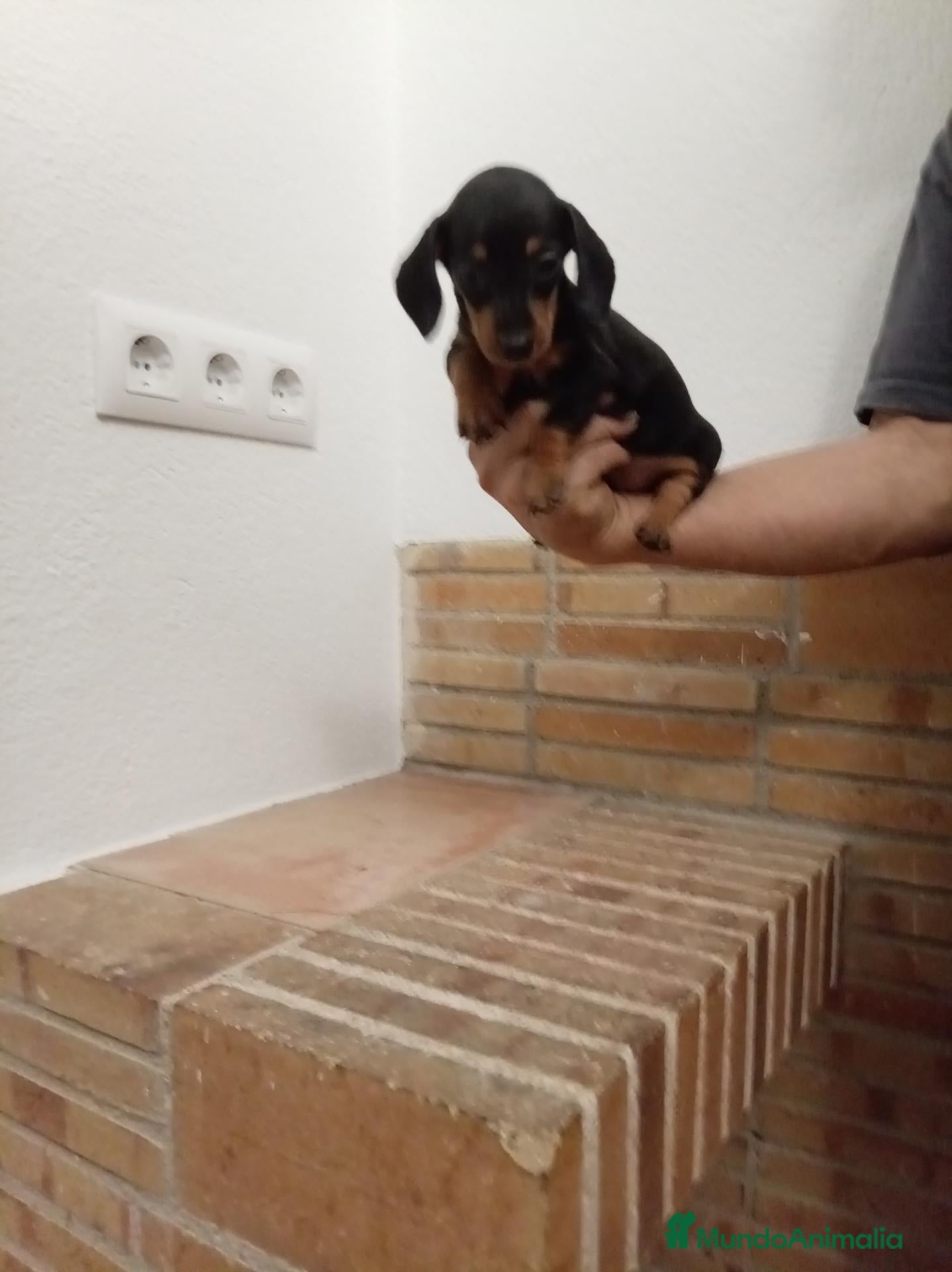 Teckel Miniatura perros Teckel canichen - Anuncio 1