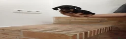 Teckel Miniatura perros en venta: Teckel  miniatura - Anuncio 4