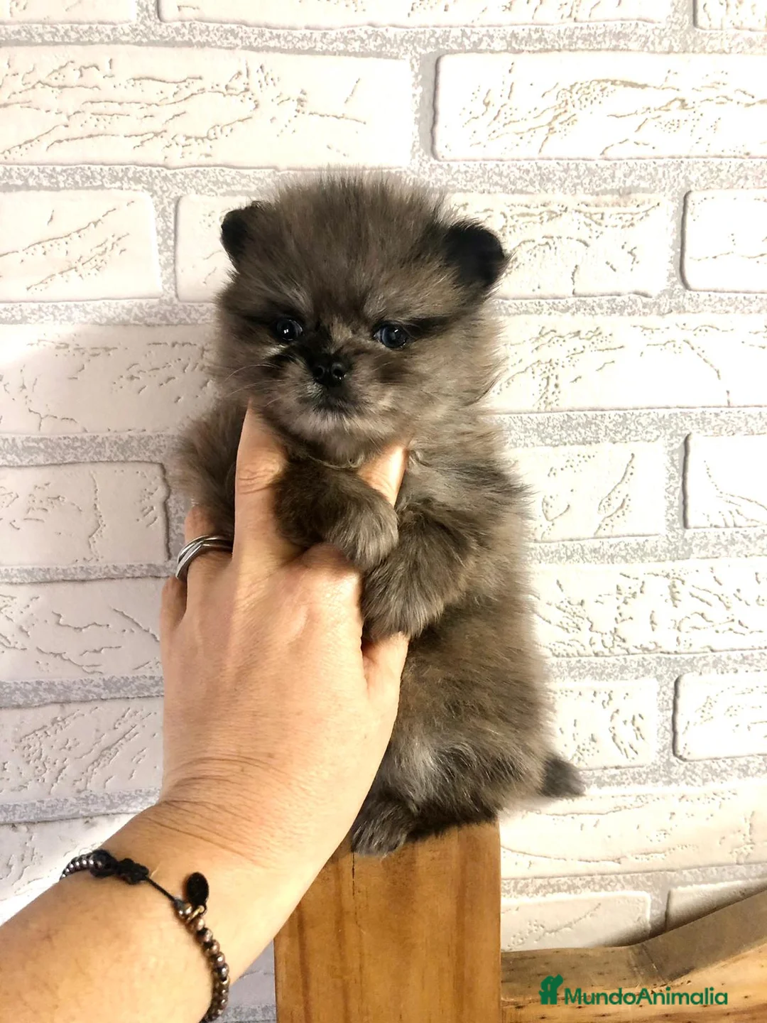 Pomerania perros en venta: Pomerania mini merlé  - Anuncio 1