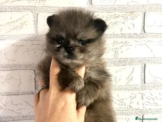 Pomerania perros Pomerania mini merlé - Anuncio 2