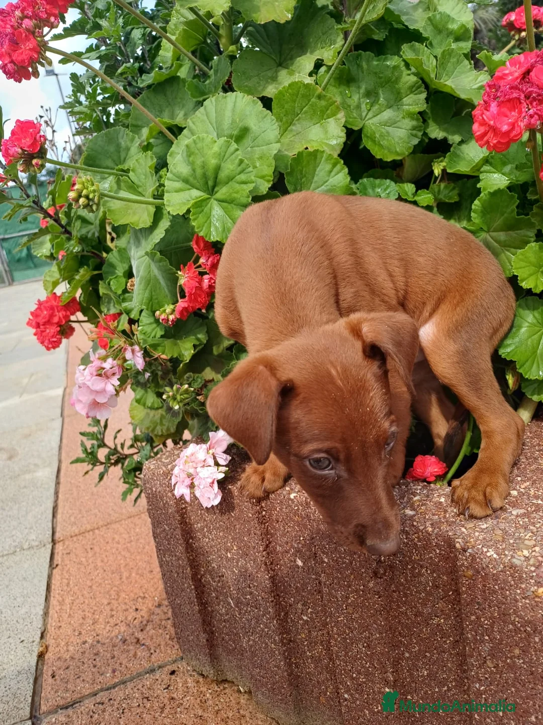 Pinscher Miniatura perros en venta: Mini pinche rojo macho  - Anuncio 2