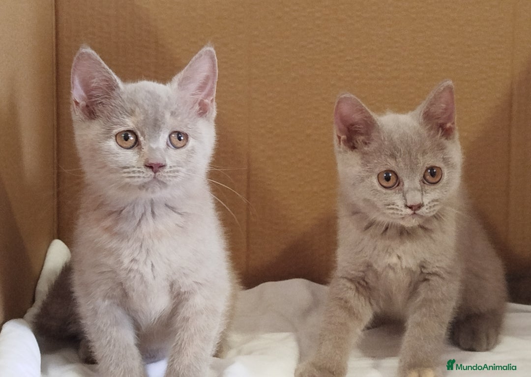 Británico de Pelo Corto gatos en venta: British Shorthair última hembra  - Imagen 4