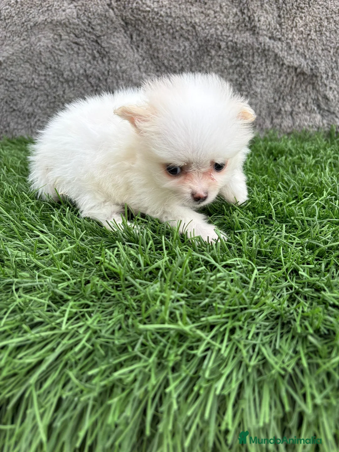 Pomerania perros en venta: Hembra mini toy lulu Pomerania blanca naranja  - Anuncio 9
