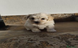 Maltipoo perros en venta: Maltipoo macho  - Imagen 2