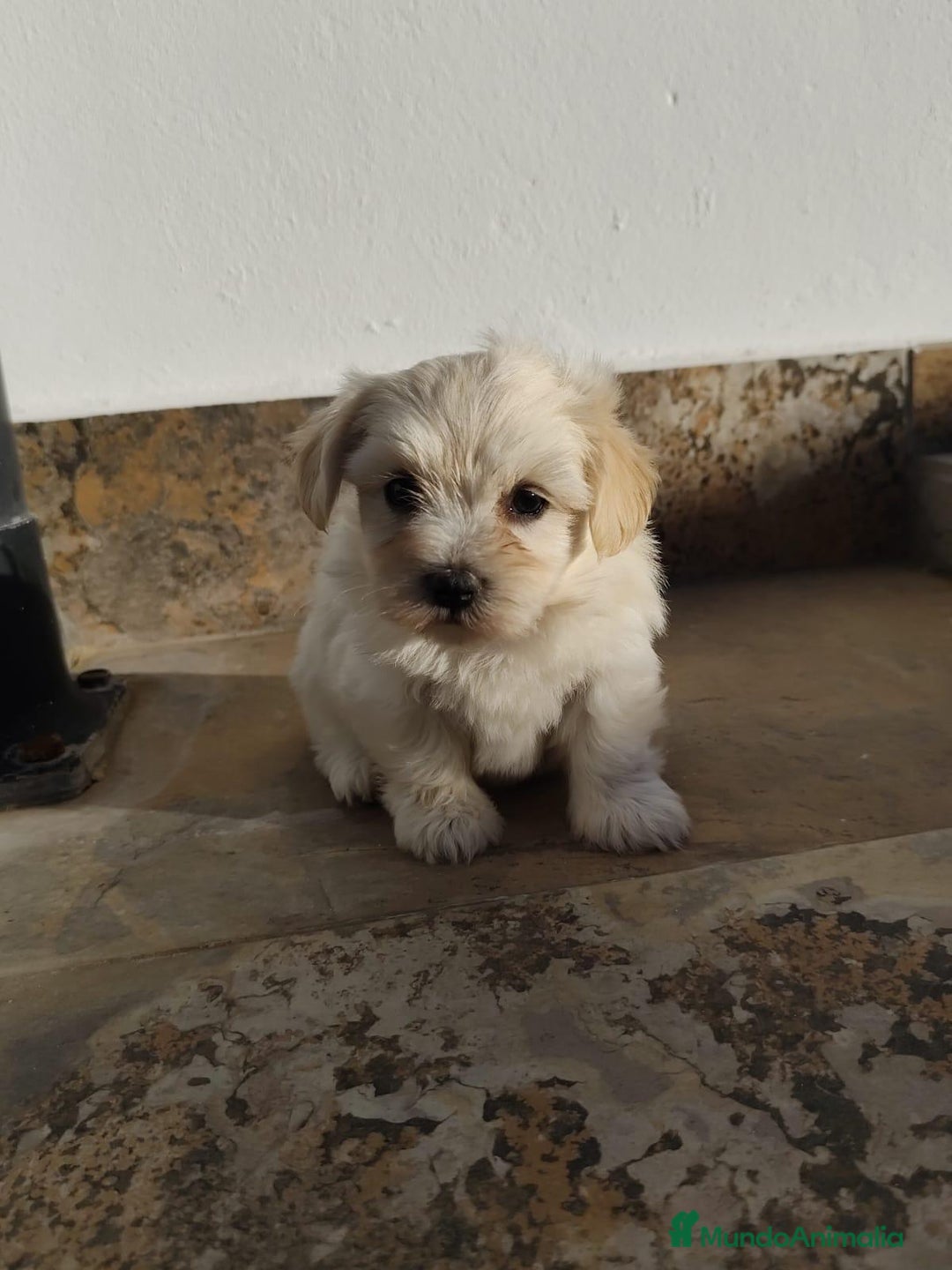 Maltipoo perros en venta: Maltipoo macho  - Imagen 2