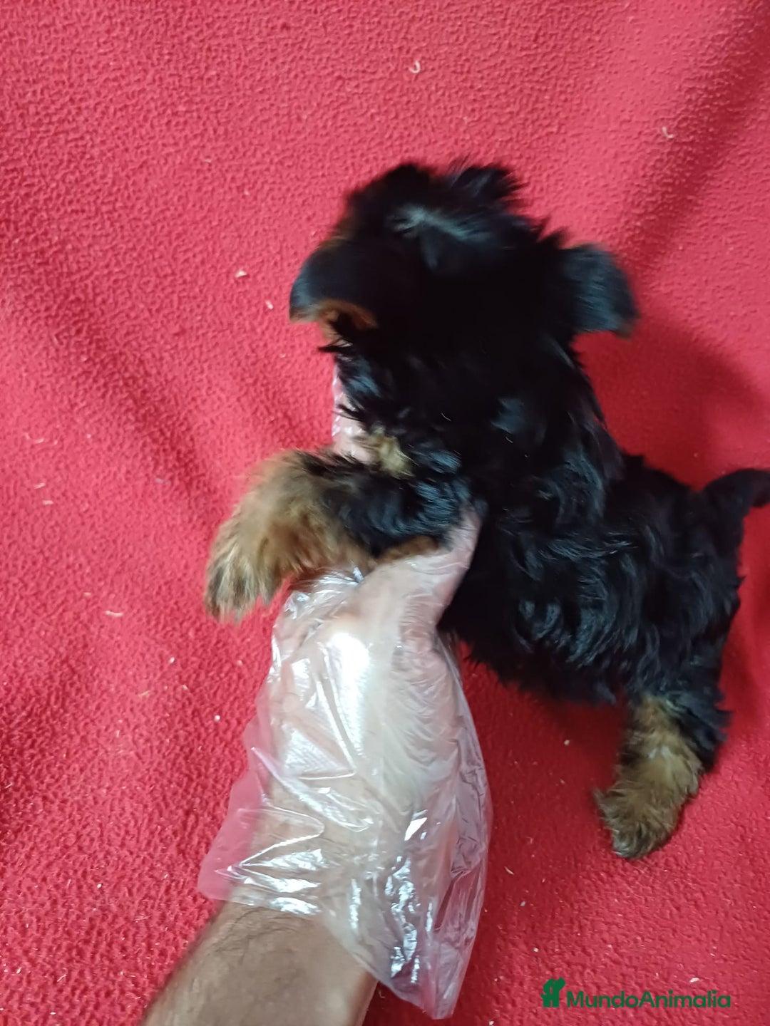 Yorkshire Terrier perros en venta: Yorkshire Terrier Mini  - Anuncio 2
