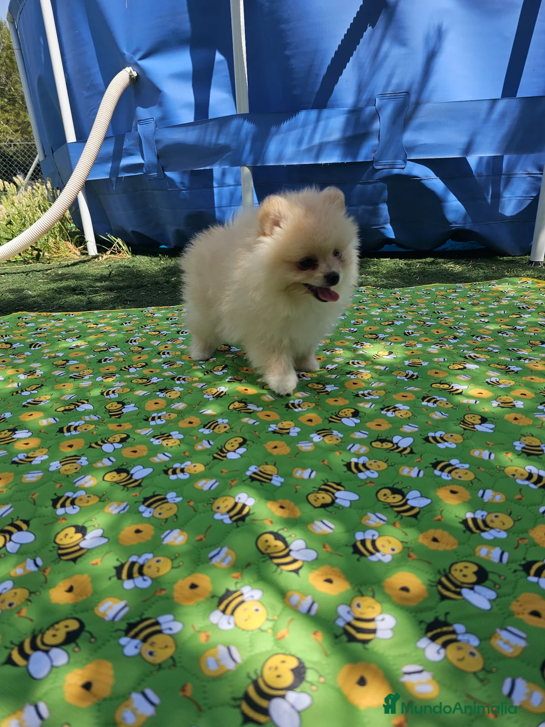 Pomerania perros en venta: Pomerania crema - Anuncio 1