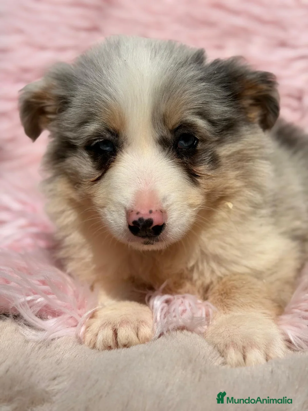 Border Collie perros en venta: BORDER COLLIE HEMBRA MERLE - Anuncio 1