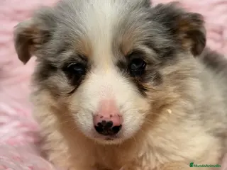 Border Collie perros BORDER COLLIE HEMBRA MERLE - Anuncio 2