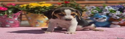 Beagle perros en venta: Disponibles beagle.. solo machos. Adopción  - Anuncio 3