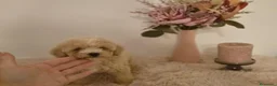 Maltipoo perros en venta: Maltipoo  - Anuncio 9