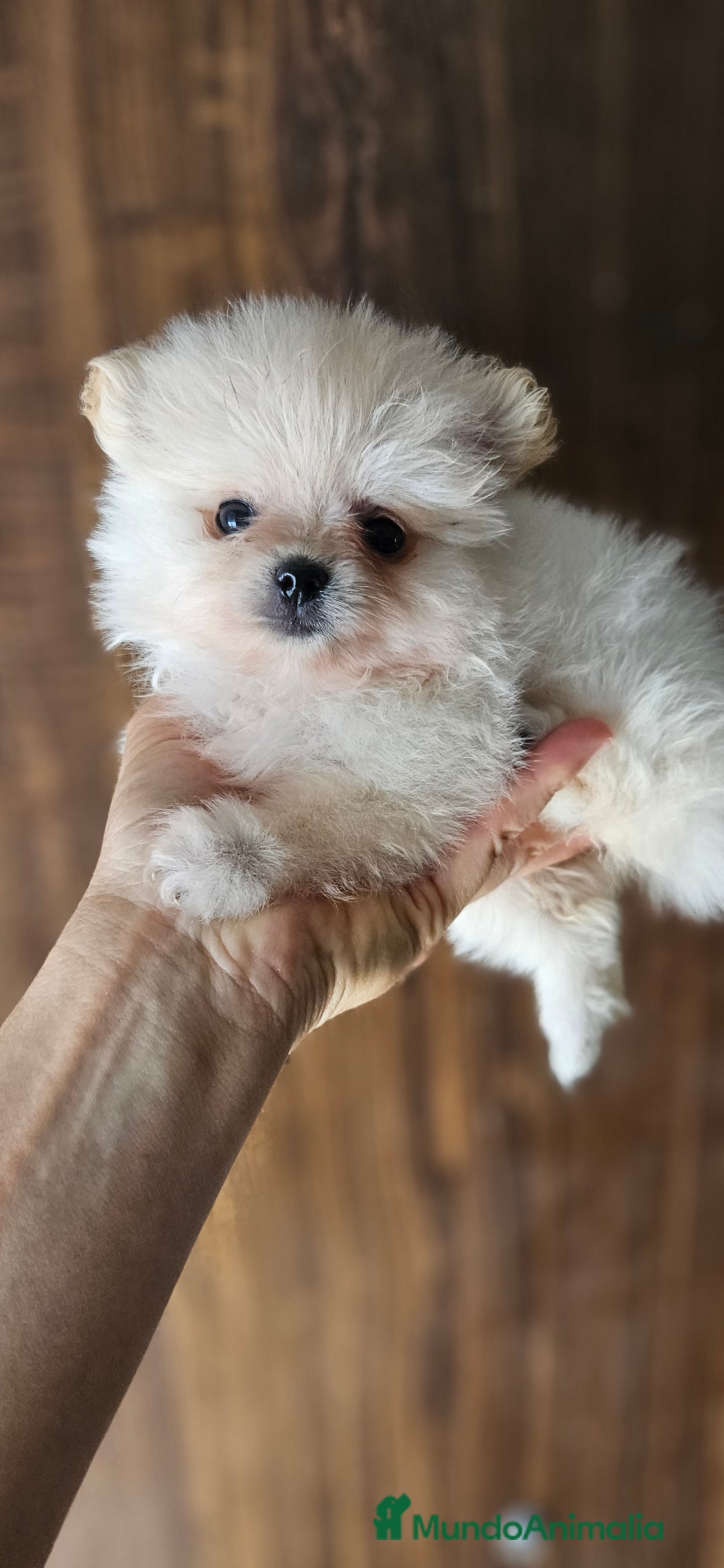 Pomerania perros en venta: Lulú de pomerania  en Cádiz - Imagen 4